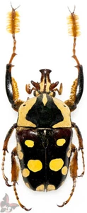 Cheilorazia burkei , 27-30mm,Zambia, UNMOUNTED beetle - Picture 1 of 1