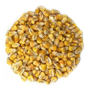 Organic Yellow Whole Corn – Non-GMO, Cleaned and Dried Kernels, Kosher, Vegan - Picture 1 of 35