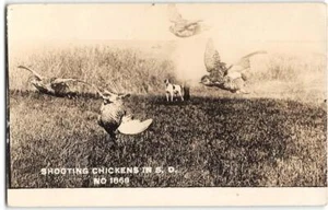Foto postal Beresford de perro de caza RPPC tiro pollos en Dakota del Sur 1913 - Imagen 1 de 2