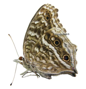 Unmounted Butterfly/Nymphalidae - Junonia rhadama, FEMALE, wet season, A1/A- - Picture 1 of 1