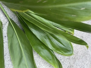 Hawaiian Green Ti Leaf Manoa Valley Oahu 16in-30in 10 Leaves Organic Hawaii - Picture 1 of 4