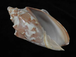 Sea shell Voluta aulica 134,8 mm ID#6170 - Imagen 1 de 6