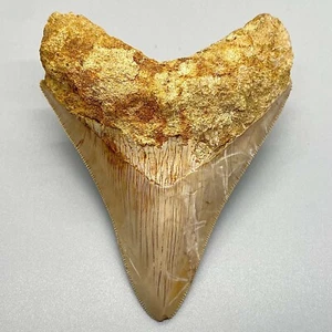 Razor-Sharply Serrated Colorful 4.22" Fossil MEGALODON Tooth - Great Deal - Picture 1 of 6