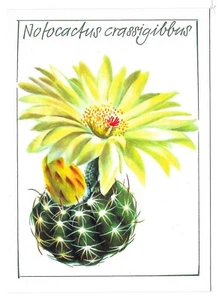 AK Kaktus Notocactus crassigibbus Ansichtskarte Postkarte - Picture 1 of 2