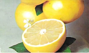 Vintage Florida Chrome Postcard Citrus Grapefruit Marsh Seedless - Picture 1 of 2