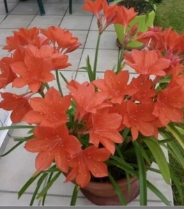 Cyrtanthus Elatus, Valloda, Scarborough Fire Lily. Small Bulb Rare House Plant - Picture 1 of 2