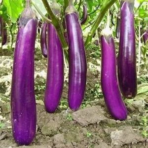 30 SAMEN BIO BIO Aubergine F1 LANG LILA Brinjal Aubergine gentechnikfrei Erbstück - Bild 1 von 1