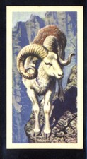 Brooke Bond Asian Wild Life (1962) Argali No. 30