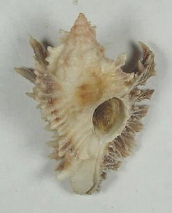 MUREX FLORIFER 38,11 mm ESPECIMEN SUPER ELECCIÓN Cat Cay, Bimini, Bahamas - Imagen 1 de 2