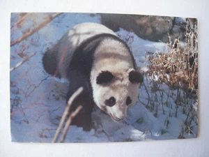 Giant Panda, Foreign Languages Press, Beijing - Picture 1 of 1