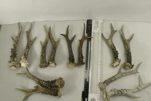 Roe Deer Antlers Taxidermy 6 Pairs Natural Horns for Crafts or Decoration - Picture 1 of 9