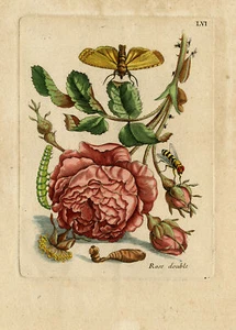 Antique Print-INSECTS-ROSE-BUD-FLY-CATERPILLAR-MOTH-pl. 56-Merian-1730 - Picture 1 of 6