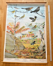 Massachusetts Audubon Bird Chart No. 4 (1924) Louis Agassiz Fuertes Linen Backed