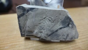 Geologische Unternehmen Mississippian Fossil Trilobit Trackway Indiana - Bild 1 von 4
