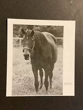 Somethingroyal Secretariat Photo Horse Racing