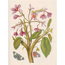 Merian Metamorphosis Pink Flowers Insects Painting Large Wall Art Print 18X24 In