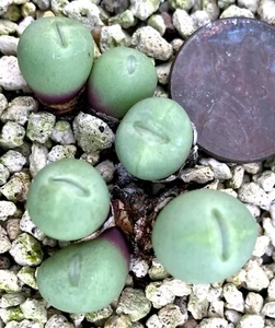 Mesembs Plant - Conophytum breve 'pagaea' - Striking! - Picture 1 of 1
