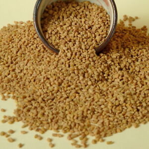 Bockshornklee-Samen, ganz,  Bockshornklee-Saat, 1kg, von besser-natur Gewürze