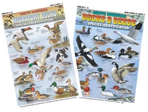 North American Duck & Geese Identification Set - Waterproof Quick Reference - Imagen 1 de 3