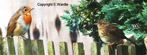 Hand Made/My Own Photograph 'JUVENILE ROBIN & DUNNOCK' Bird Bookmark. New - Picture 1 of 1
