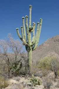 SAGUARO CACTUS (Carnegiea gigantea) 20 seeds - Picture 1 of 3