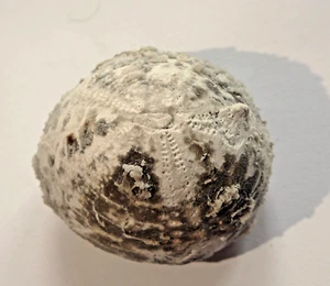 Sehr detailreicher Seeigel:Echinocorys sulcata als schöner Steinkern Limfjord DK - Bild 1 von 6