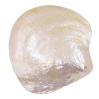 3pcs 60mm Natural Light Golden Mother of Pearl Sea Shell Display Dish Home Decor - Image 1 of 4