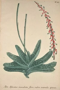 J. W Weinmann Original Mezzotint 1739 Aloe Africana maculata Phytanthoza Botanic - Picture 1 of 4