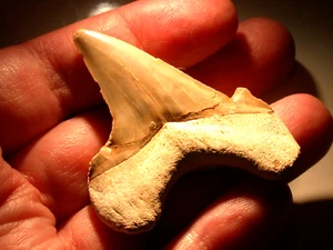EXTINCT Large Otodus Fossil Shark Tooth 1.89 Inches Sharp Megalodon No Restoring - Picture 1 of 9