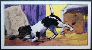 FOXTERRIER Ratte im Stall illustrierte Hundekarte KE18M - Bild 1 von 2