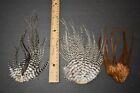 Lot # 84,  Whiting Farms Rooster Saddle Pieces Feathers for Fly Tying