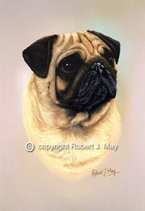 Mops Druck von Robert J. Mai - Bild 1 von 1