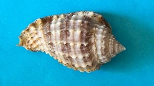 SEASHELL HARPIDAE MORUM CANCELLATUM F+++ 41 MM - Picture 1 of 10