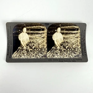 Antique World Travel Photo Keystone View Co 14748 Feeding the Silkworms in Japan - Picture 1 of 5