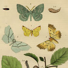 Décoration Chenilles Papillon Phalènes - Gravure aquarelle originale XIXe