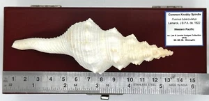 Common Knobby Spindle (Fusinus tuberculatus) -- 5.00 x 1.75 in. approx. / ~ 125 - Picture 1 of 2