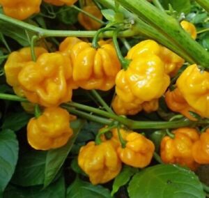 50+ YELLOW SCOTCH BONNET HOT PEPPER SEEDS  SPICY CARIBBEAN CULINARY Ớt Cay 