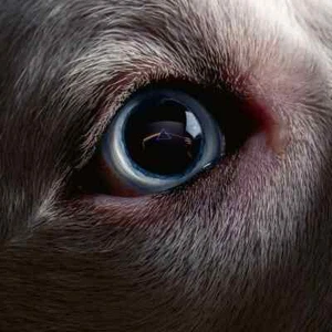 Roger Waters The Dark Side Of The Moon REDUX 2LP 180g WHITE VINYL / SEALED - Picture 1 of 1