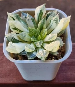 Rare Succulent Plant - Haworthia Cooperi " Lotus Lantern" variegated - Picture 1 of 1