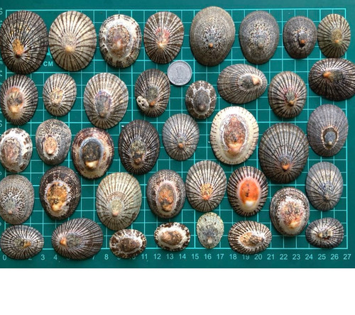 limpet shell from japane Various patterns | eBay