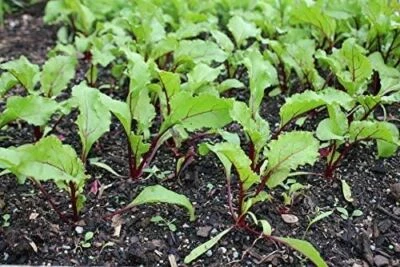 Cylindra Beet Seeds,"COOL BEANS N SPROUTS" Brand. Home Gardening. - Image 1 of 3