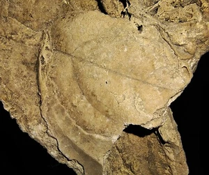 ¡¡INCREÍBLES AMONITAS!! FÓSIL DE PLANTA HOJA NATURAL, DEL OESTE DE JAVA, INDONESIA, 123 MM - Imagen 1 de 7