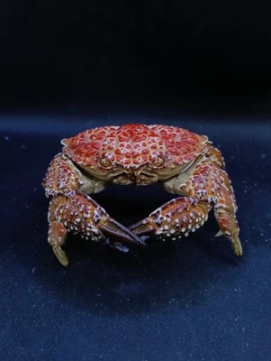 Zozimus crab preserved. 118mm Marine life sea shell #14535 - Image 1 of 4