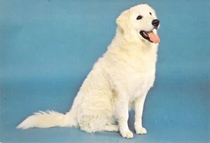 Tarjeta postal Kuvasz 1971 perro antiguo raza perro guardián 4x6 C34 - Imagen 1 de 2