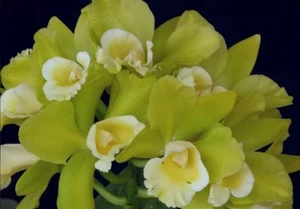 Rlc Hawaiian Passion ‘Carmela’ Green White Fragrant Mericlone Orchid 4” RePot - Picture 1 of 1