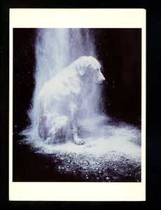 Tarjeta Postal Perro Cachorro Blanco Labrador Retriever Cromo - Imagen 1 de 2