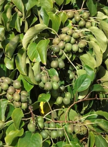 Kiwiberry® - Actinidia arguta 'Fresh Jumbo' - pianta - Foto 1 di 3