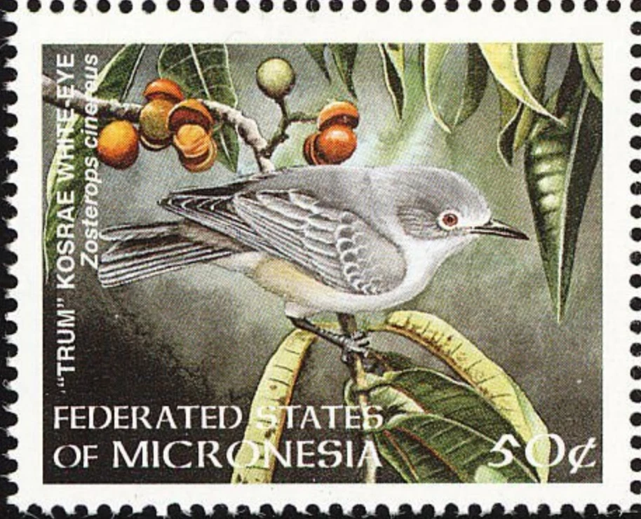 Micronesia #Mi640 MNH 1998 Kosrae White-eye Zosterops cinereus [299a] Foto 1 de 1