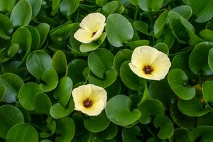 Water Poppy Tropical Aquatic Marginal Surface Pond/Bog Plant - Buy 2 Get 1 Free - Picture 1 of 10