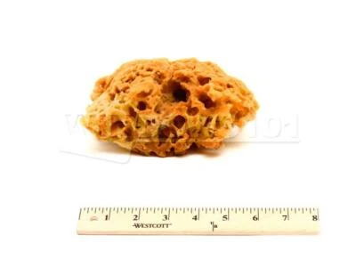 WINDOWS101 Natural Painting Sea Sponge 5-6" Size